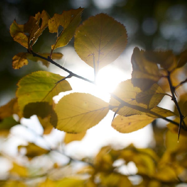 Imagebild Herbst