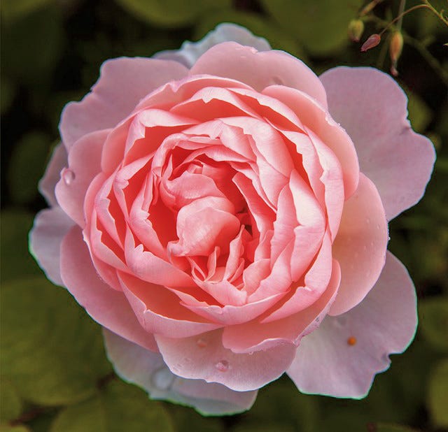 Wohlfühlbild und Farbinspiration Blume